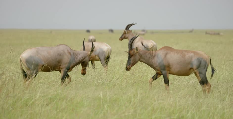 The topi are butting their horns together on the field