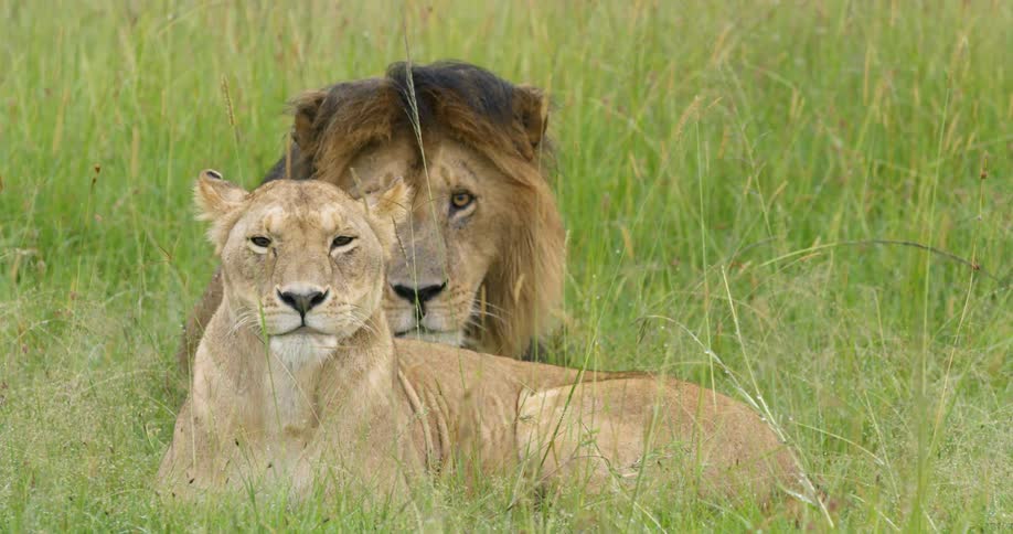 A lion and lioness lay near each other in the grass during the day