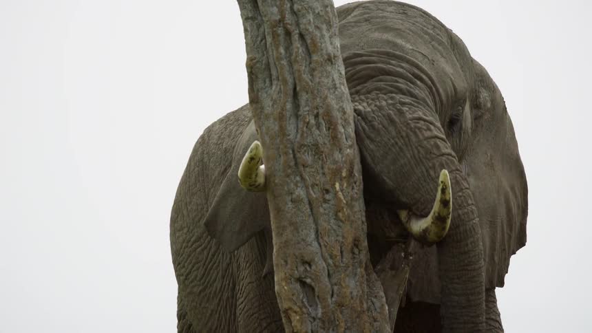 Elephant rubbing its tusks on a tree trunk