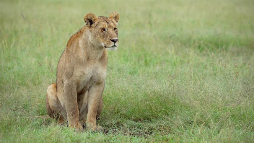 A lion is sitting in the grass