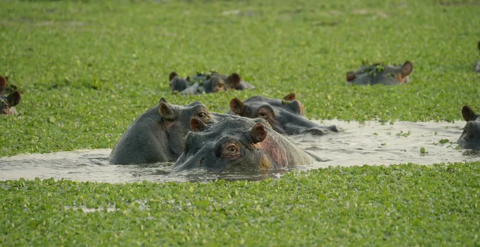 Hippopotamuses swim in a marsh
