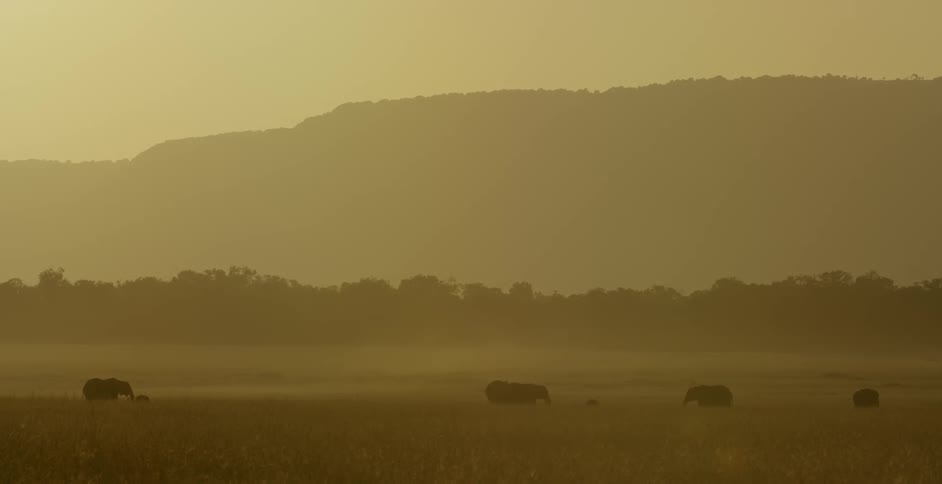 Elephants stand on the savannah