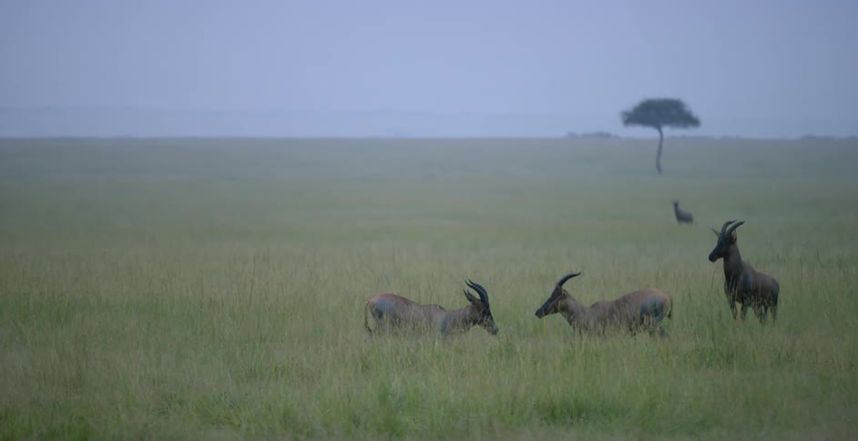 Two topi are butting horns on a foggy day