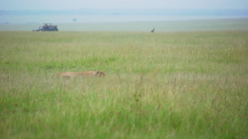 A jeep is driving in the distance as a lion lurks in the grass