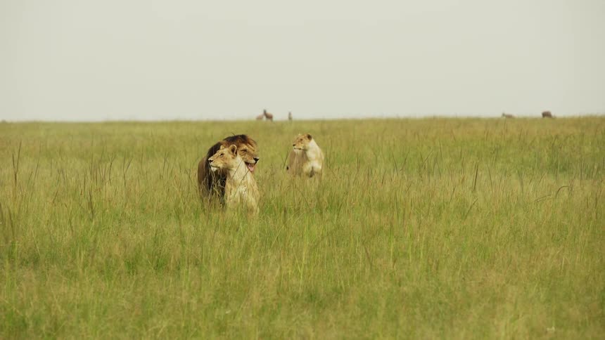 A male and two female lion are all laying together in the grass