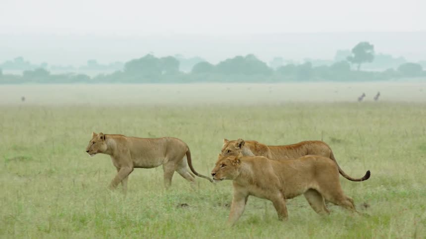 A group of lions walk together in the grass on a cloudy day