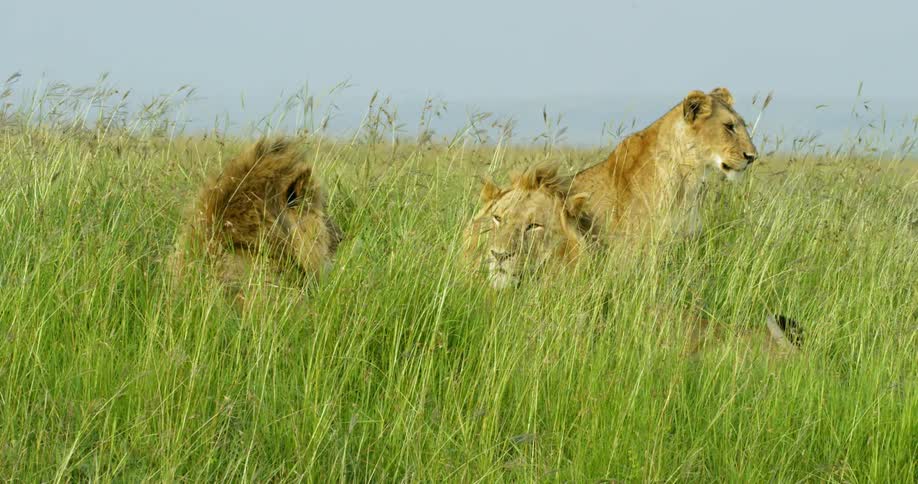 Three large lions are relaxing in the tall grass on a windy day