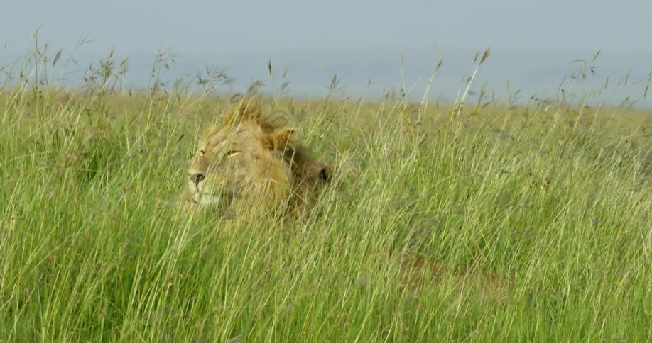Lion sitting in tall grass with jeep driving off