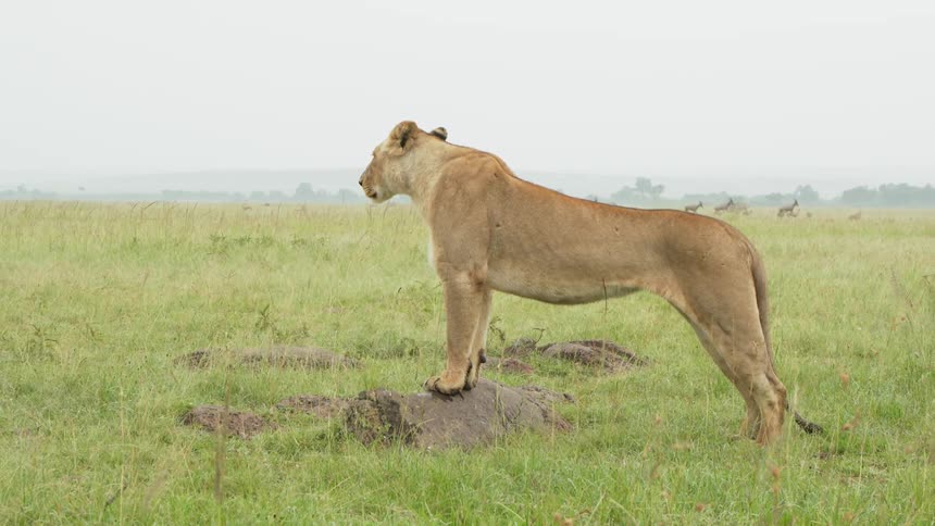 A lion is standing on a rock