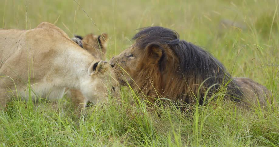 Lioness nuzzles lion in grass