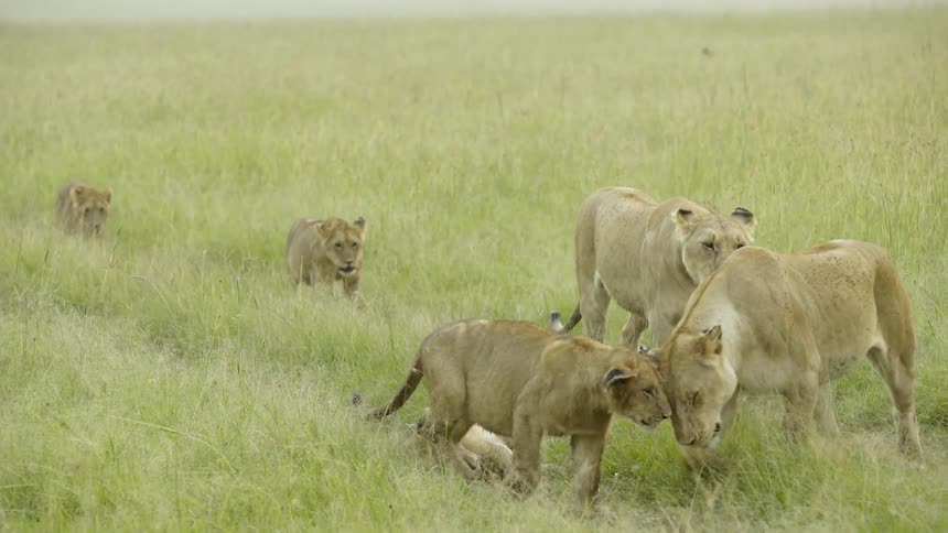 A group of lions in a grassy field