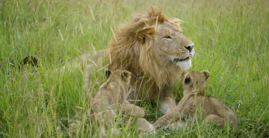 A lion plays with his cubs in the tall grass