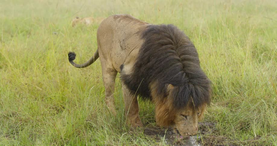 A lion is drinking water from a puddle