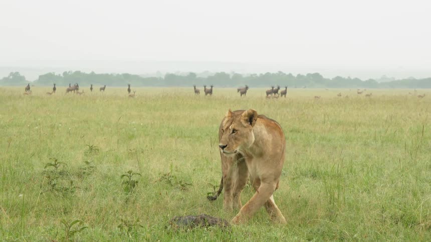 A lioness walks in a grassy field