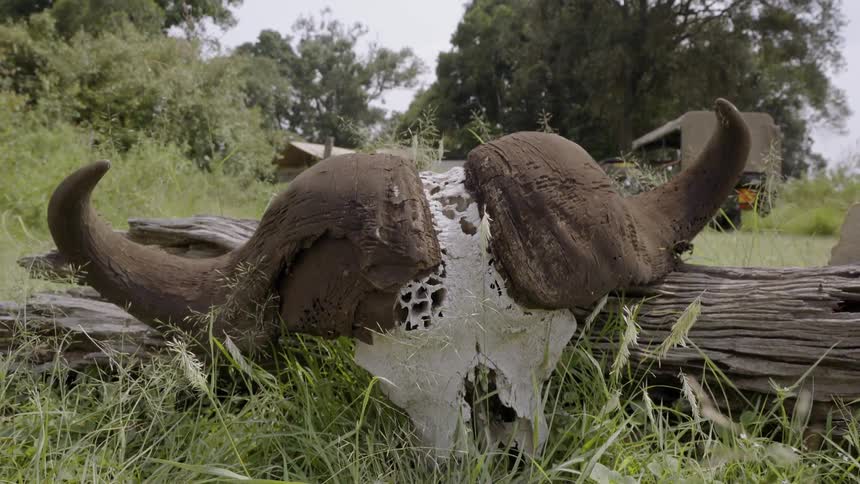 A water buffalo skull leans against a fallen tree log