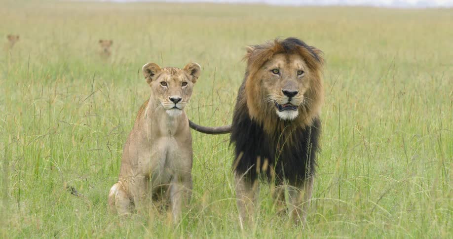 Two lions stare off into the distance then run off during the day