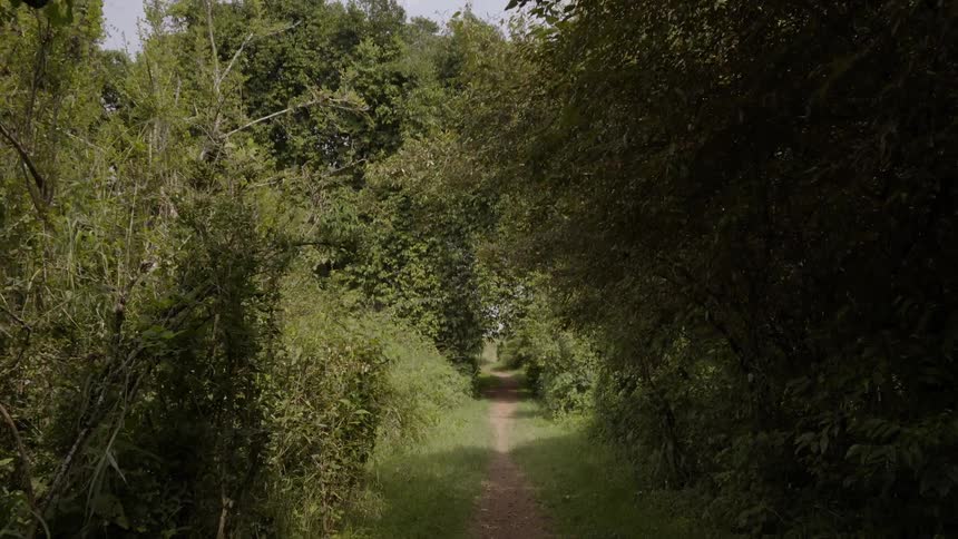 A dirt path leads through the trees