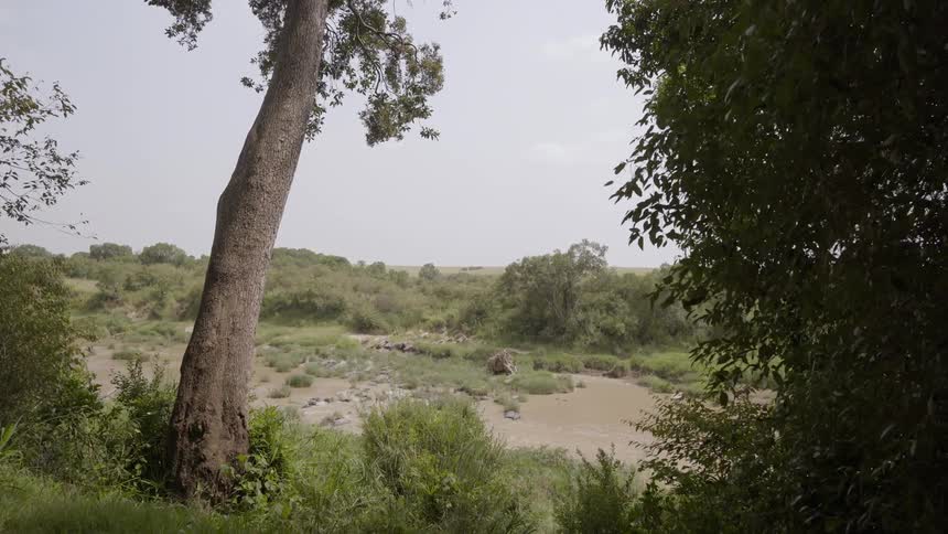Trees overlook a muddy pond