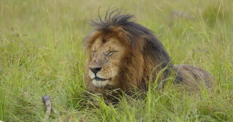 A lion shakes his head back and forth while laying in the grass