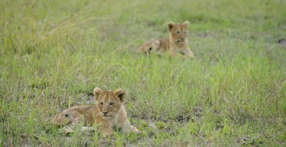 Two lion cubs are laying around on the ground