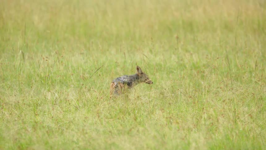 A black-backed jackal is running through the tall grass
