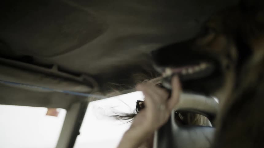A woman is rubbing a dog as they ride in a car