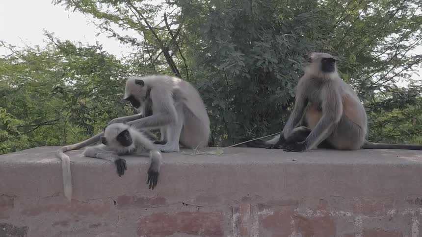 The monkeys sit on the wall cleaning their fur