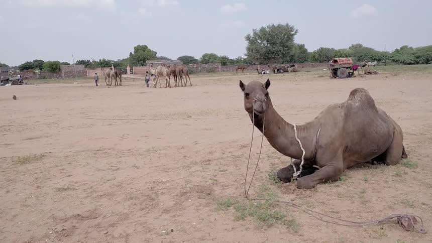 A camel kneels in the sand and looks around