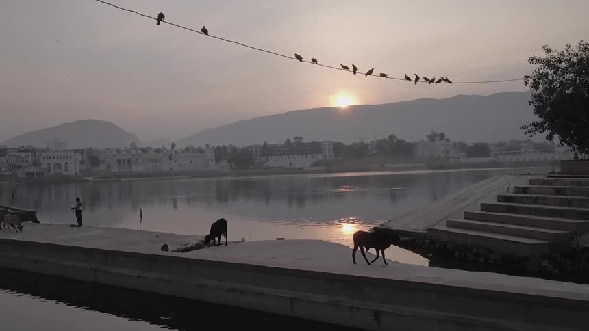 Cows are walking on a concrete pier next to a river