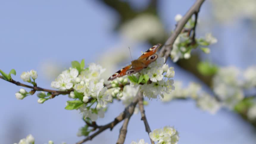 A butterfly sits on a blossom of a tree branch