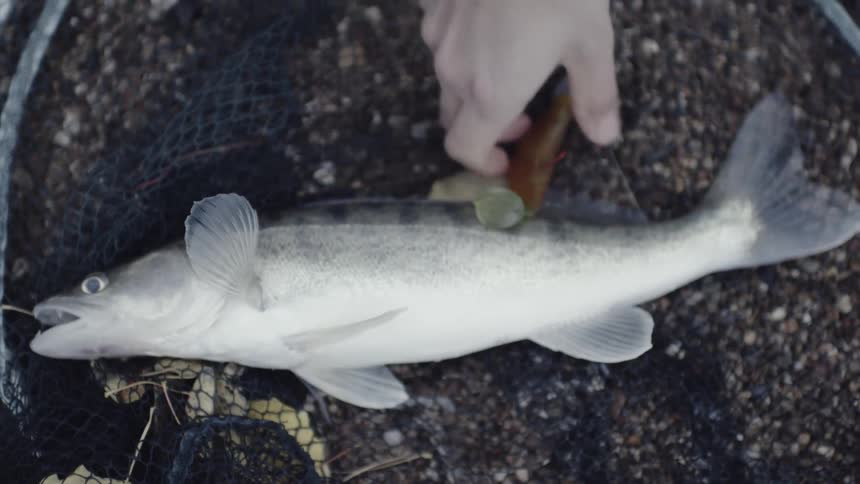 A fish lies on the ground in a fishing net
