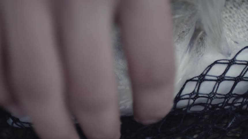 A close up of a fish in a net