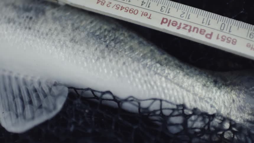 A fish is measured with a ruler