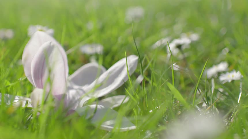The blossoms are laying on the green grass on a sunny day