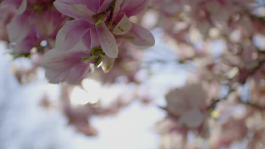 Flowers blow in the wind