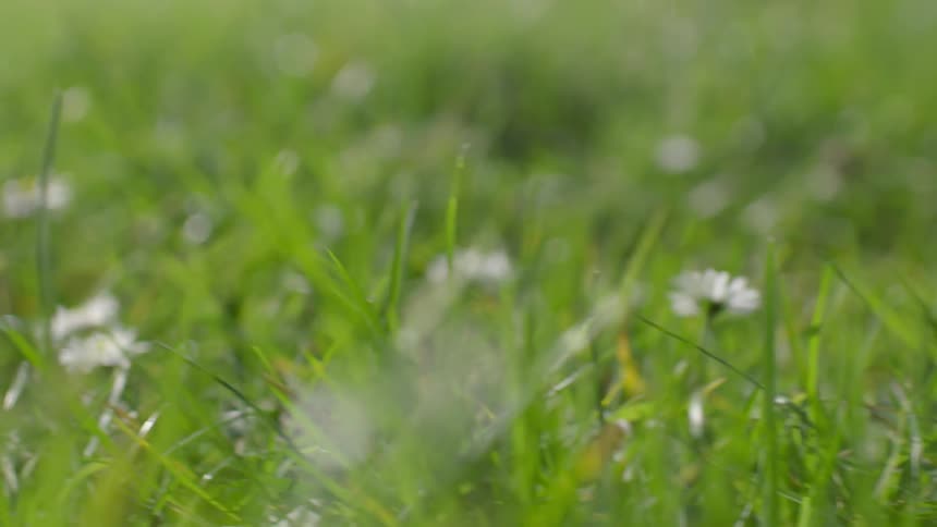 Small flowers line the grassy field