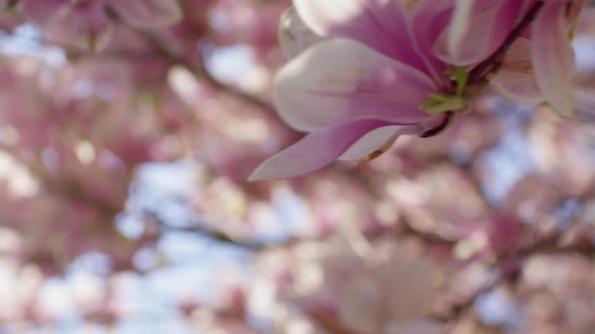 Pink and white blossoms grow on a tree