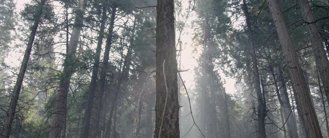 Sunlight streams through a tree canopy