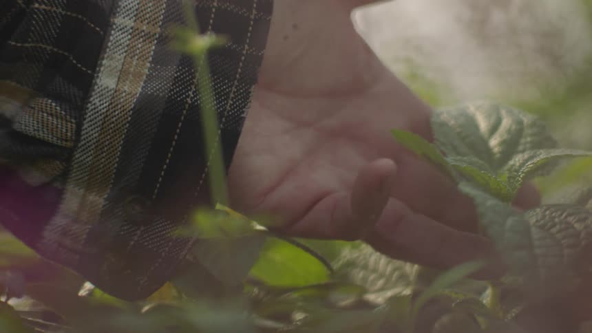 Farmer touches newly sprouting plant leaves