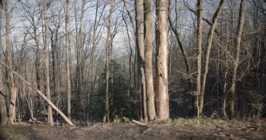 A forest in winter