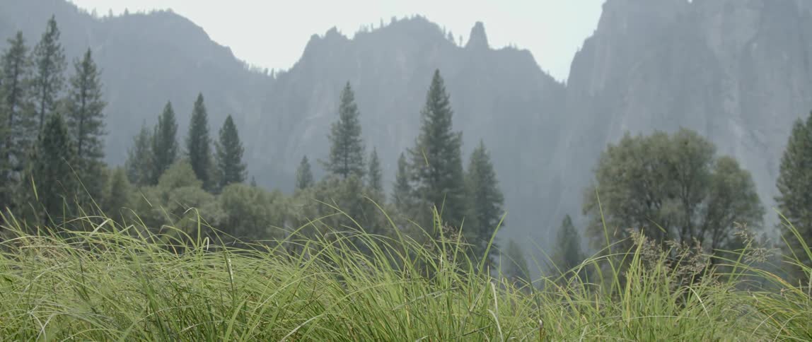 Grass grows in a forest