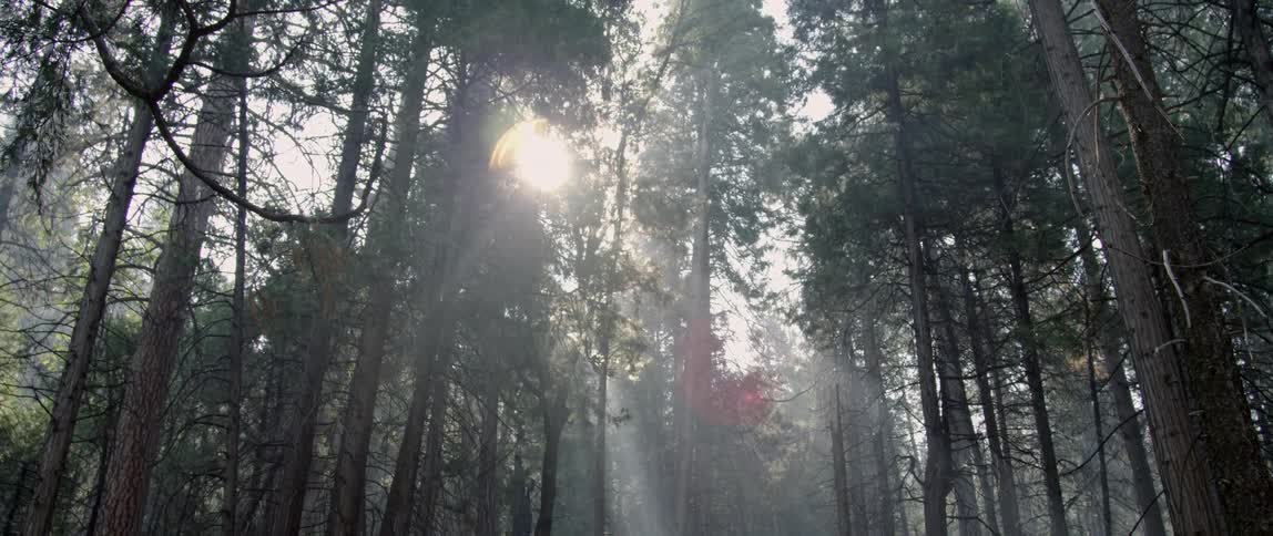 Sunlight streams through a tree canopy