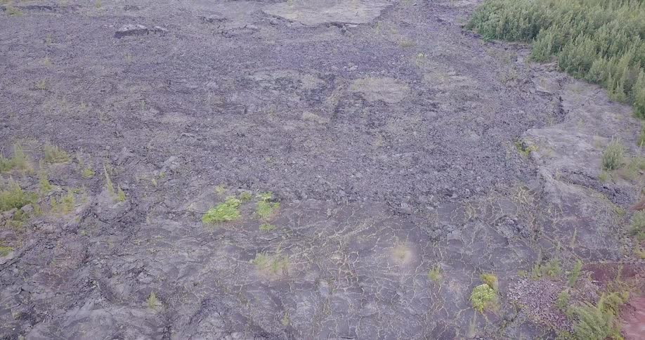 Recently burned forest