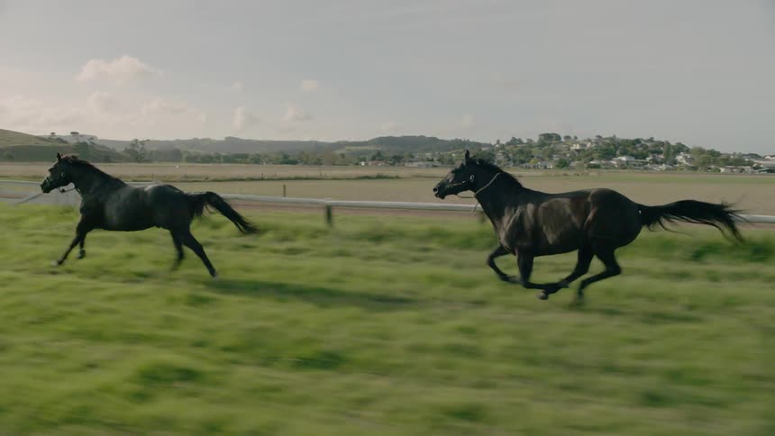Two horses gallop across a pasture