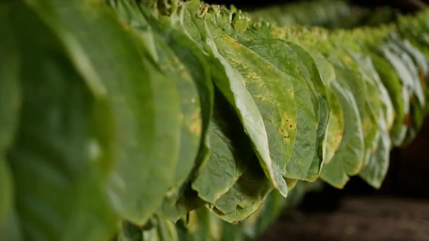 Tobacco leaves sway in the breeze as they hang drying