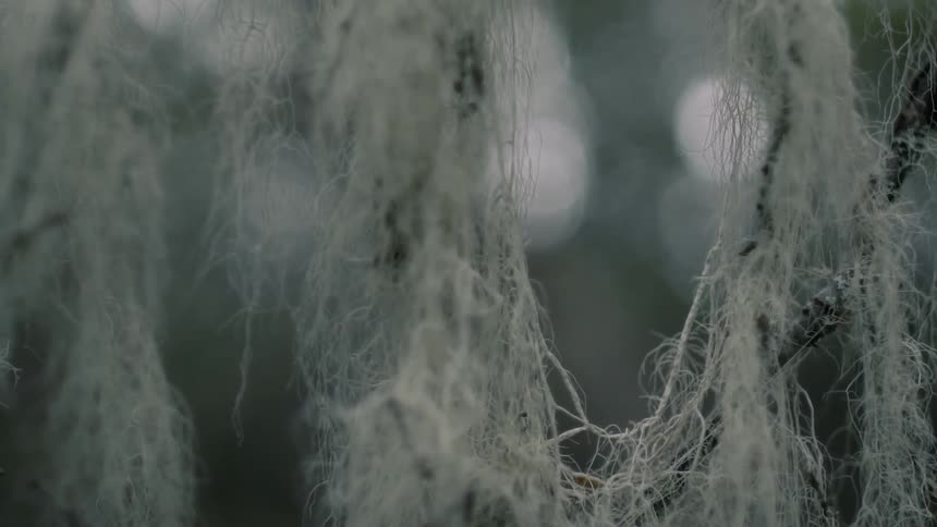 Spanish moss hangs from tree branches