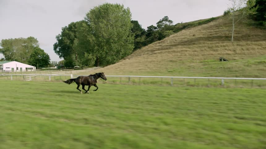 A horse runs loose down a course during the day