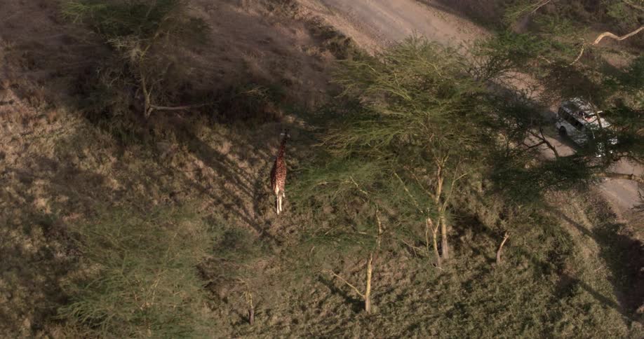 A van is stopped watching a giraffe at sunset