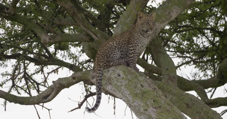A leopard is perched in a tree during the day
