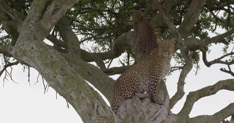 Two leopards are in the tree watching over the area below